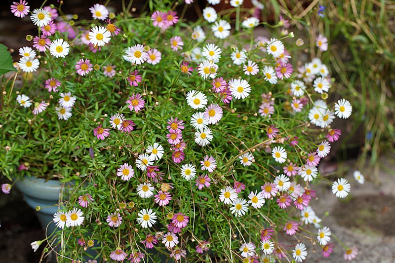 Erigeron-k-3.jpg