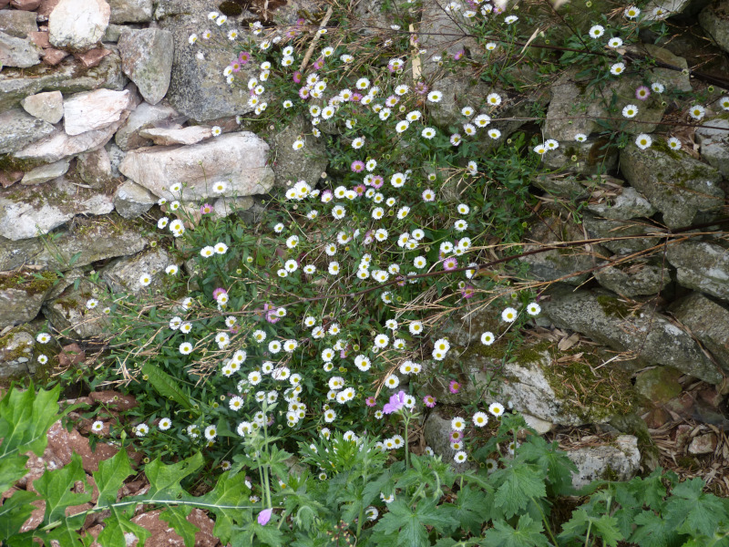 Erigeron karvinskianus.JPG