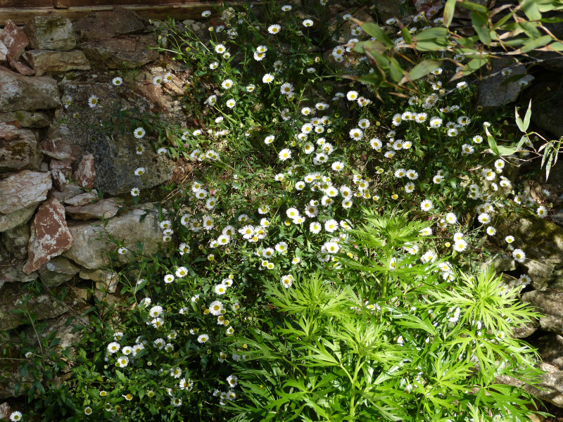 Erigeron karvinskianus.JPG