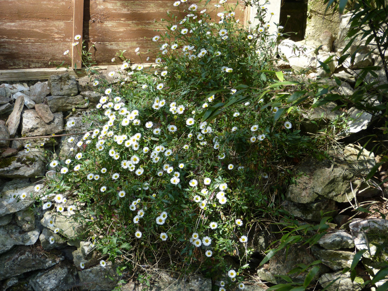 Erigeron karvinskianus.JPG