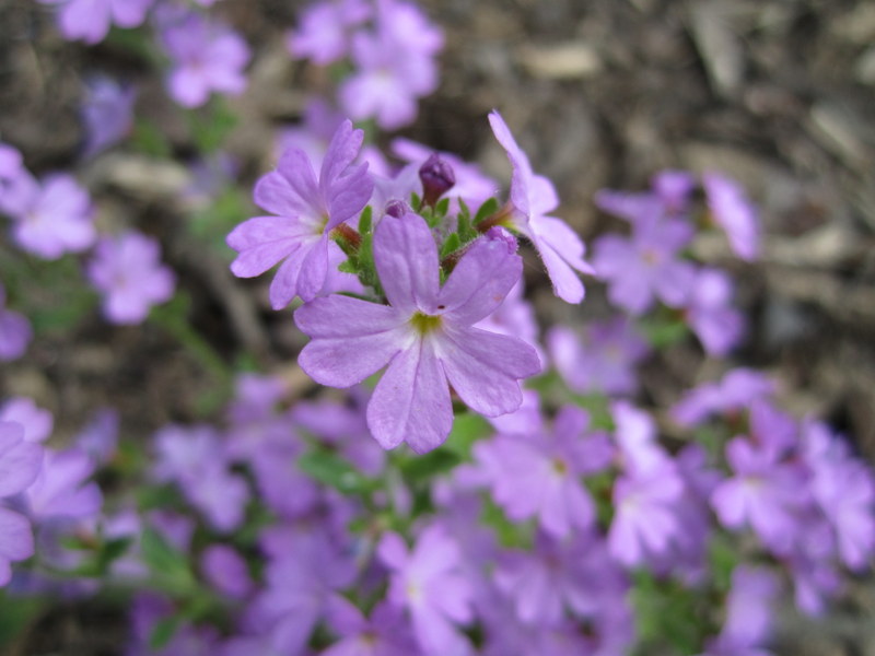 ERINUS  ALPINUS 06-06-2010 11-36-21.JPG