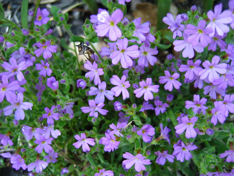 ERINUS  ALPINUS 14-05-2008 15-14-58.JPG