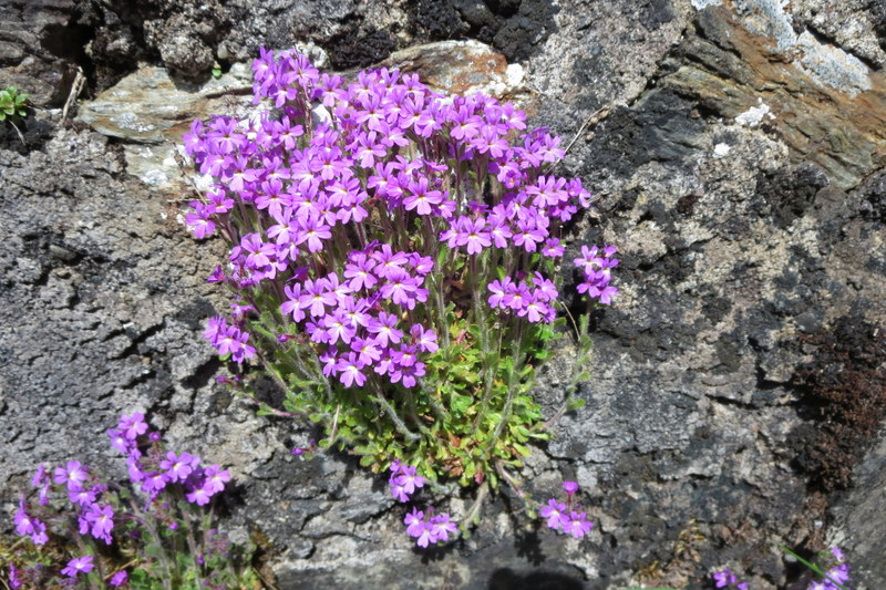 ERINUS  ALPINUS 22-05-2015 13-58-03.JPG