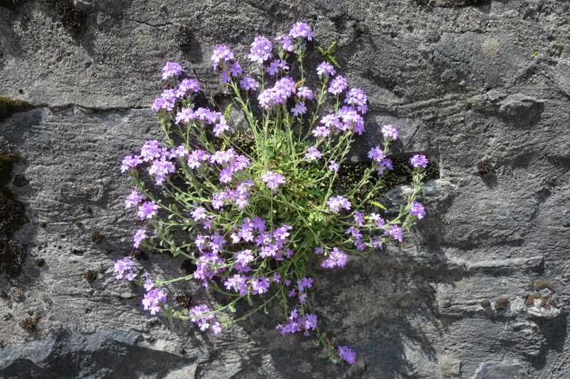 ERINUS  ALPINUS 24-05-2014 13-14-35.JPG