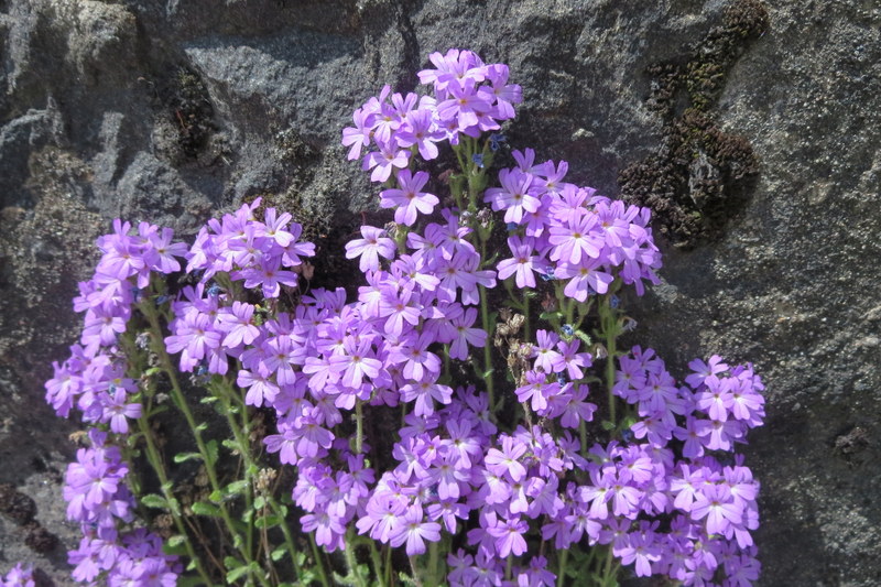 ERINUS  ALPINUS 24-05-2014 13-15-19.JPG