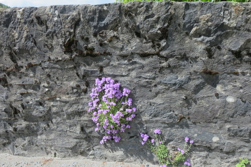 ERINUS  ALPINUS 24-05-2014 13-16-49.JPG