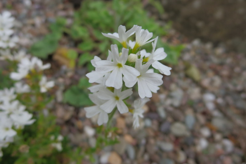 ERINUS  ALPINUS  ALBUS 19-06-2015 16-31-07.JPG