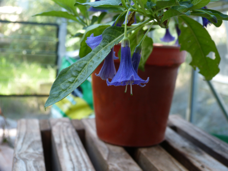 Eriolarynx australis.JPG