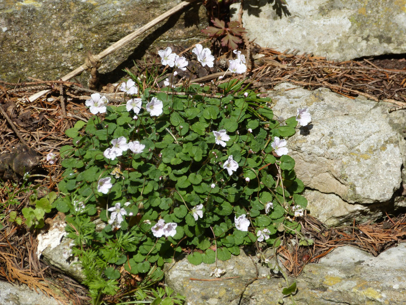 Erodium 1.JPG
