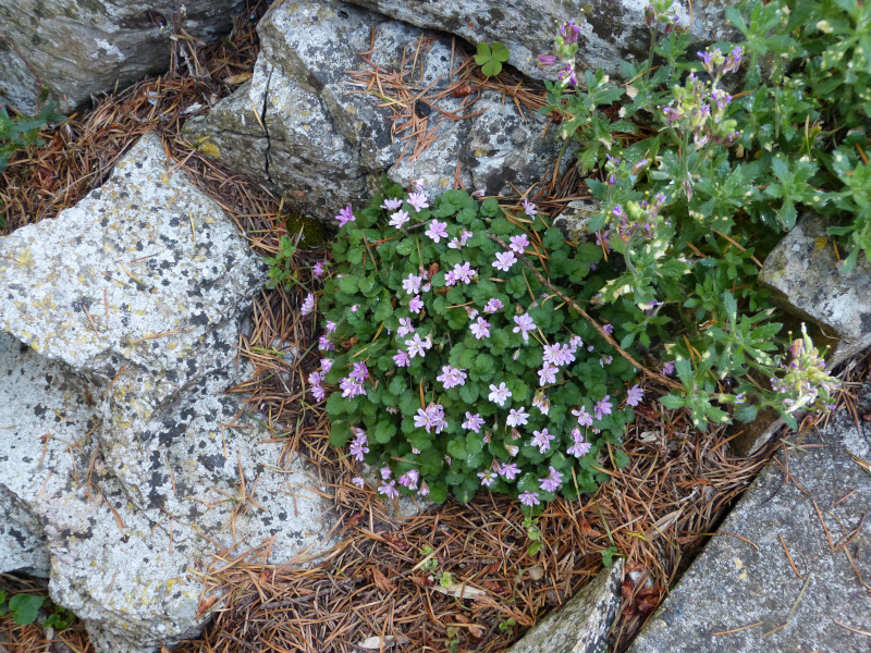 Erodium 1.JPG
