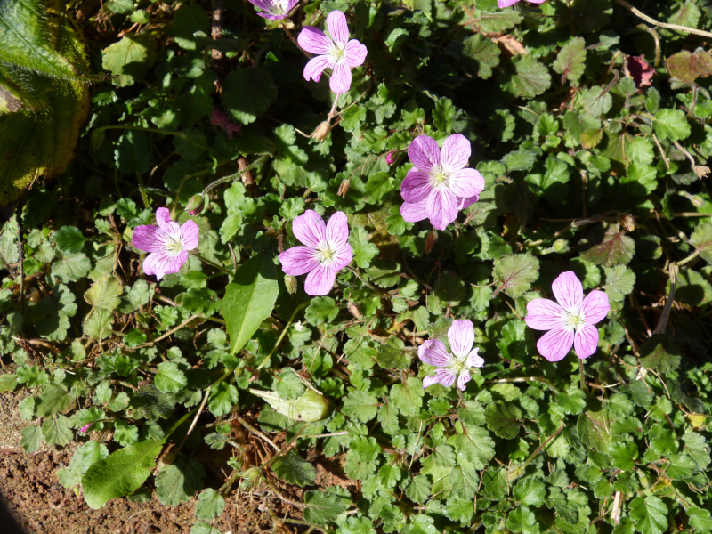 Erodium Bishops Form 1.JPG