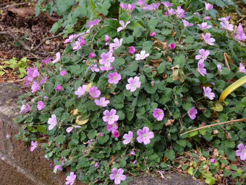 Erodium Bishops Form 2.JPG