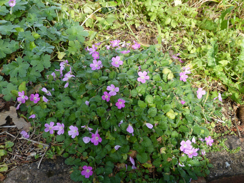 Erodium Bishop's Form .JPG