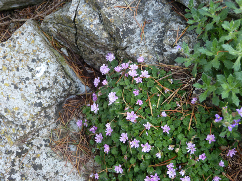 Erodium Flore Pleno.JPG
