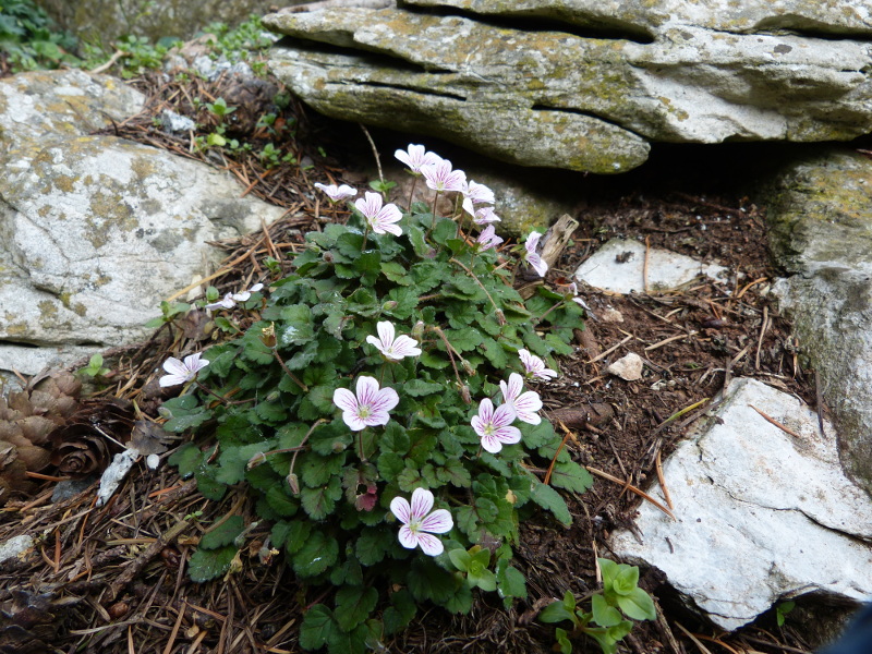 Erodium hybrid.JPG
