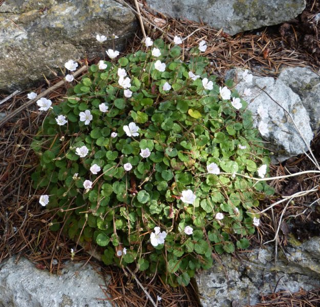 Erodium Rachel 2.JPG
