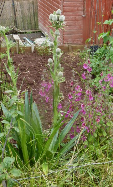 Eryngium agavifolium.JPG
