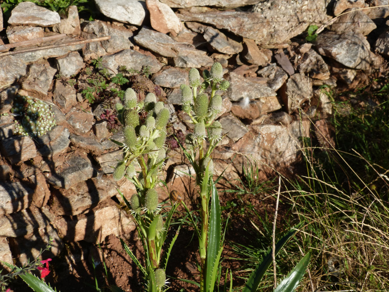 Eryngium agavifolium.JPG