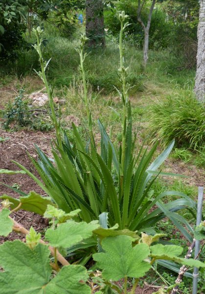 Eryngium agavifolium.JPG