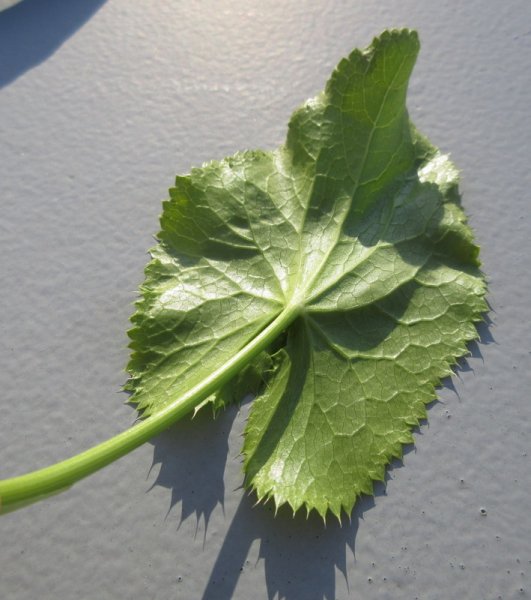 eryngium  alpinum 27-04-2022 18-10-55.JPG