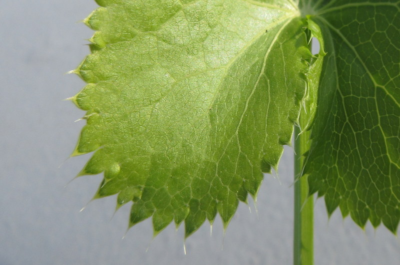 eryngium  alpinum 27-04-2022 18-11-16.JPG