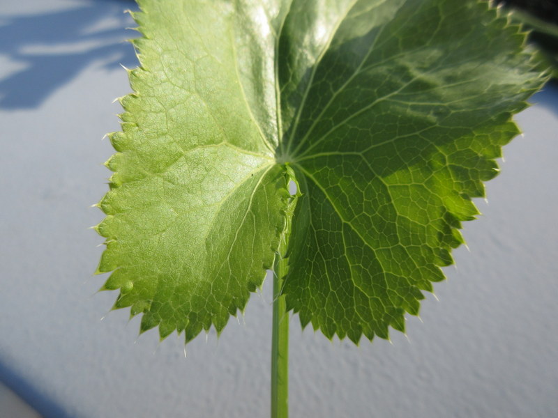 eryngium  alpinum 27-04-2022 18-11-19.JPG