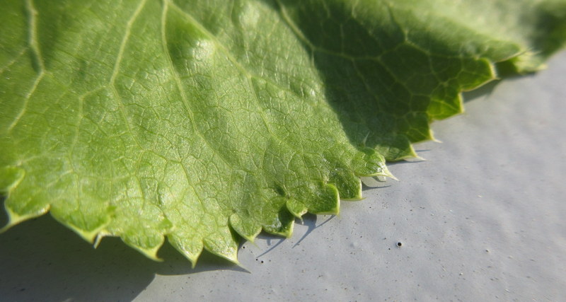 eryngium  alpinum 27-04-2022 18-11-31.JPG