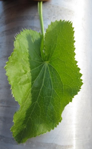 eryngium  alpinum 27-04-2022 18-12-05.JPG