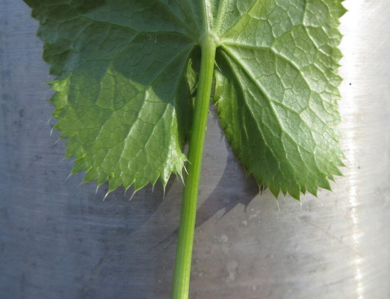 eryngium  alpinum 27-04-2022 18-12-21.JPG