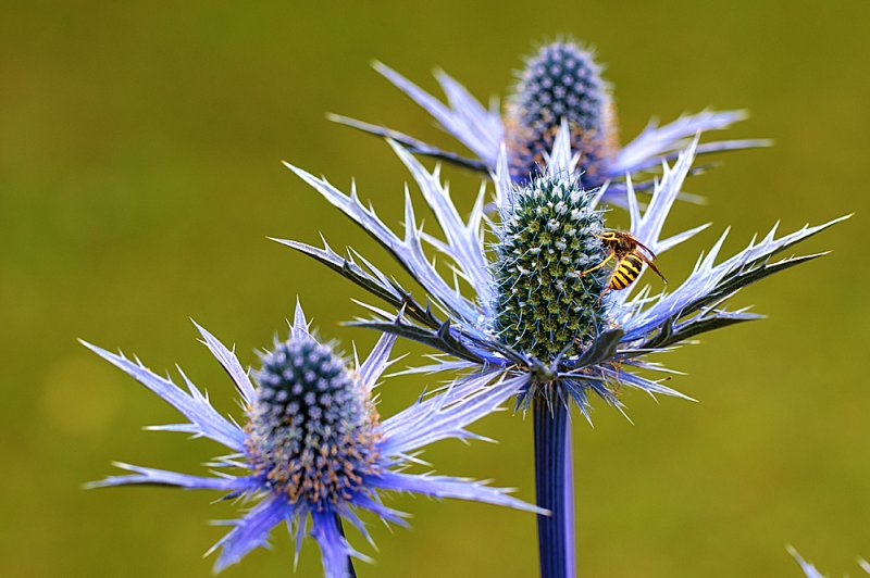 Eryngium-bigblue-wasp.jpg