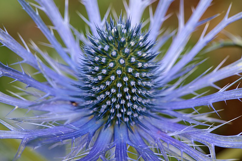 Eryngium-f8.jpg