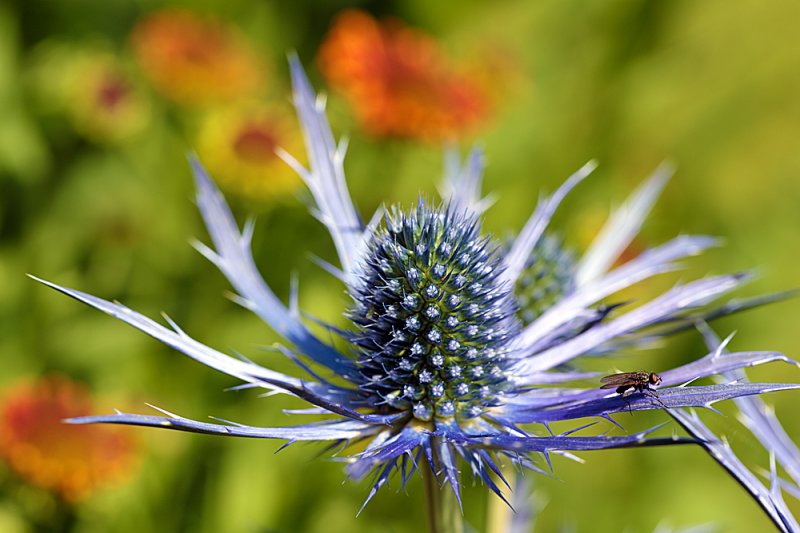 Eryngium-&-Helenium.jpg