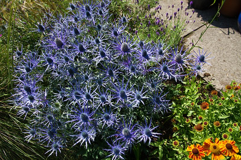 Eryngium-many-flowers.jpg