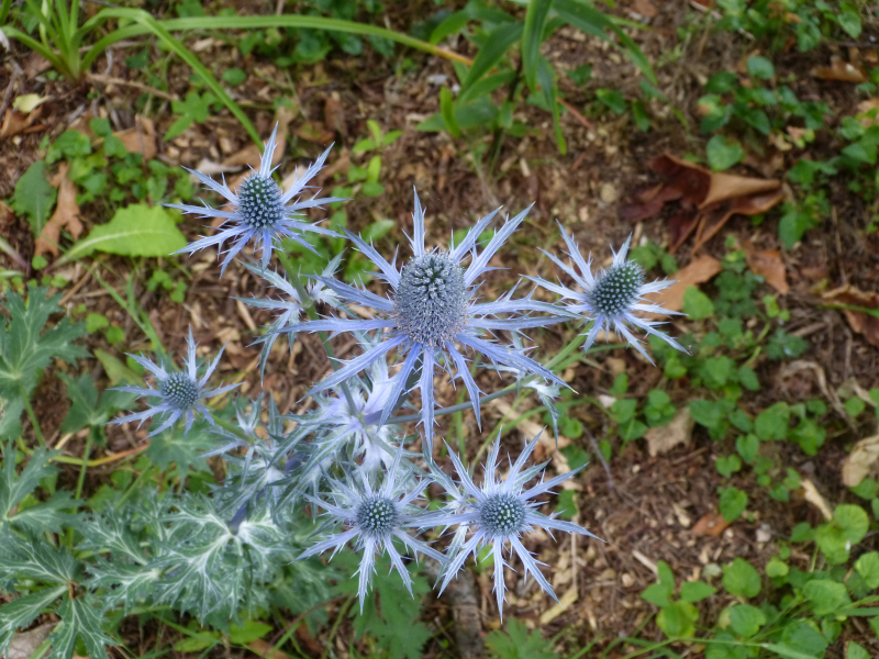 Eryngium zabellii.JPG