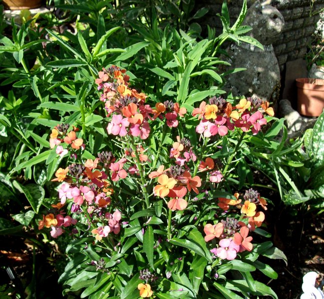 Erysimum Erysistible Sunset.JPG