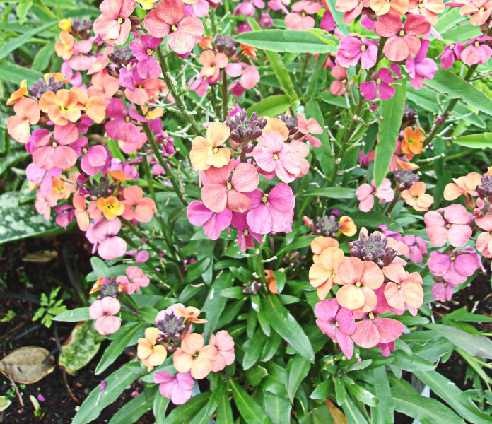 Erysimum Reysistible Sunset.JPG