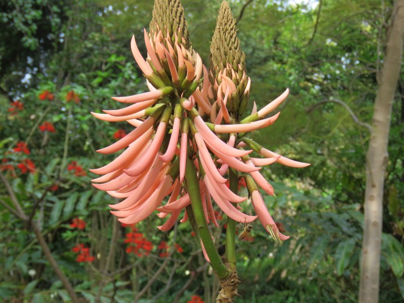 erythrina speciosa rosea.JPG