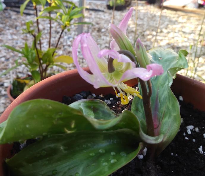 ErythroniumRosalindSm.jpg