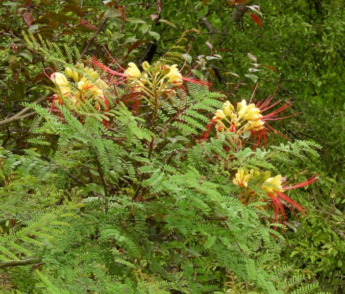 Erythrostemon gillesii.JPG