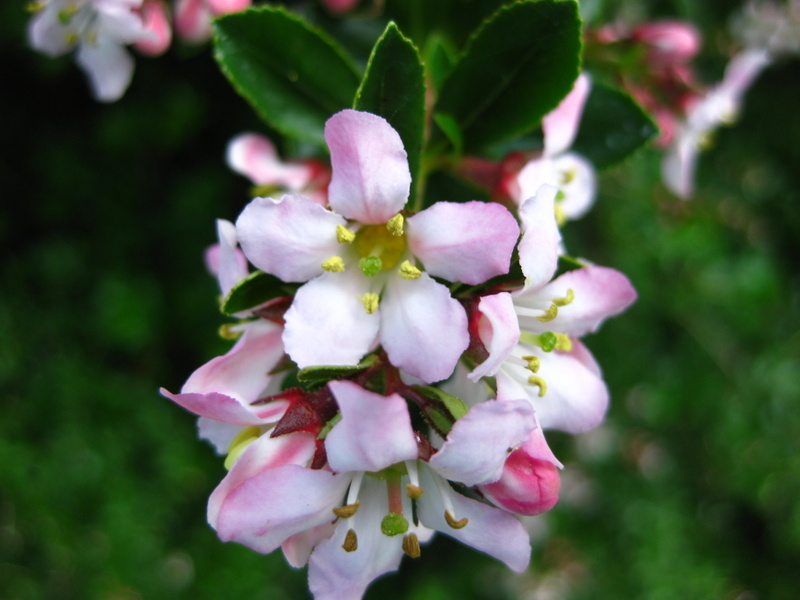 ESCALLONIA  APPLE  BLOSSOM  15-06-2009 11-38-21.JPG