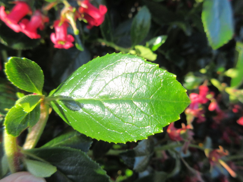 ESCALLONIA  COCCINEA 26-06-2018 19-48-01.JPG