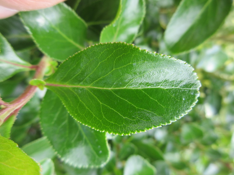 ESCALLONIA  IVEYI 23-07-2019 13-12-56.JPG