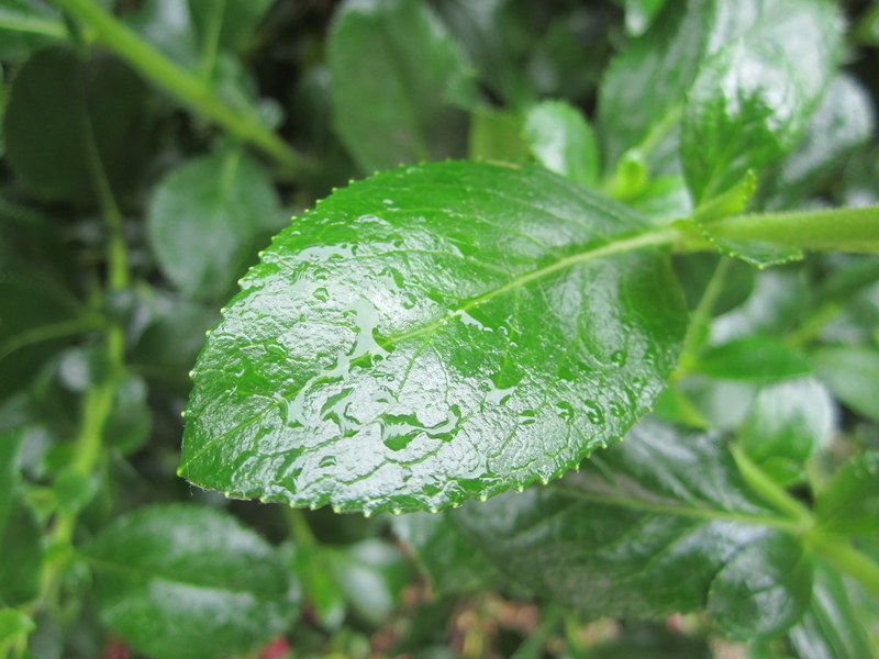 ESCALLONIA  RUBRA  MACRANTHA 10-06-2012 15-50-54.JPG