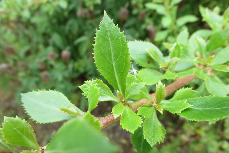 ESCALLONIA  RUBRA  WOODSIDE 04-09-2014 12-53-37.JPG