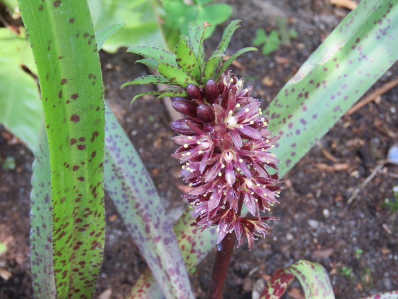 EUCOMIS.JPG
