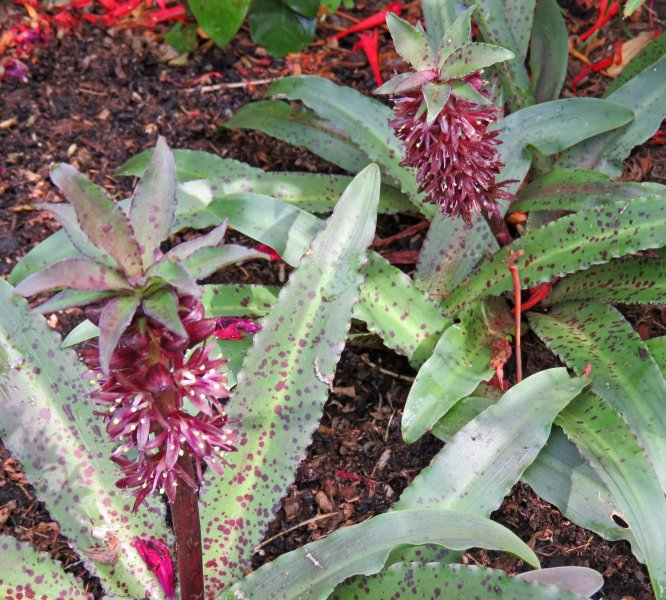eucomis.JPG