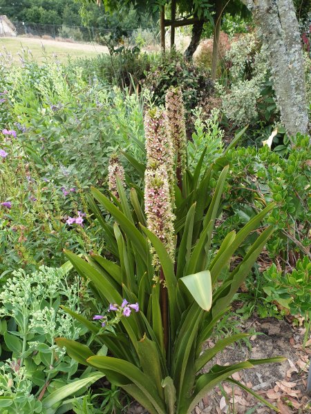 eucomis Sparkling Burgundy.jpg