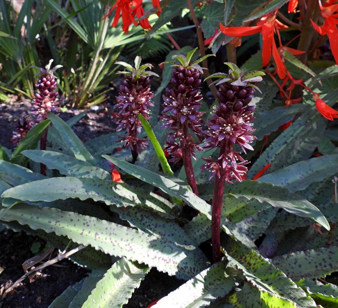 eucomis Vandermerwei.JPG