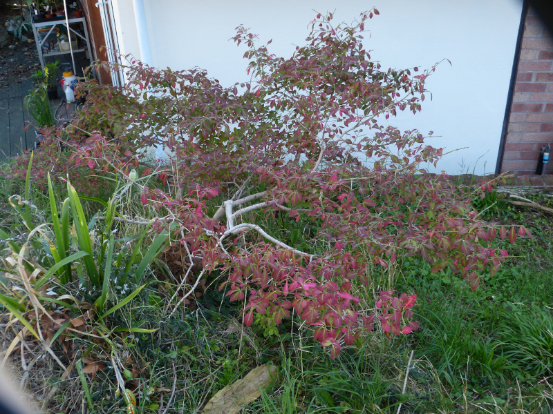 Euonymus alata.JPG