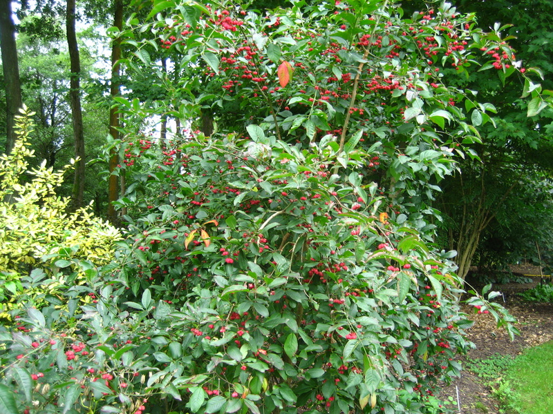 EUONYMUS  EUROPAEUS  RED  CASCADE 01-09-2007 11-37-042.JPG